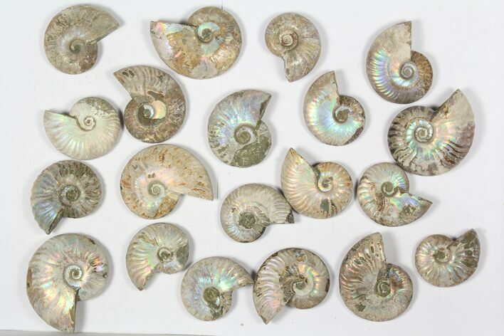 Lot: KG Silver Iridescent Ammonites (-) - Pieces #79442